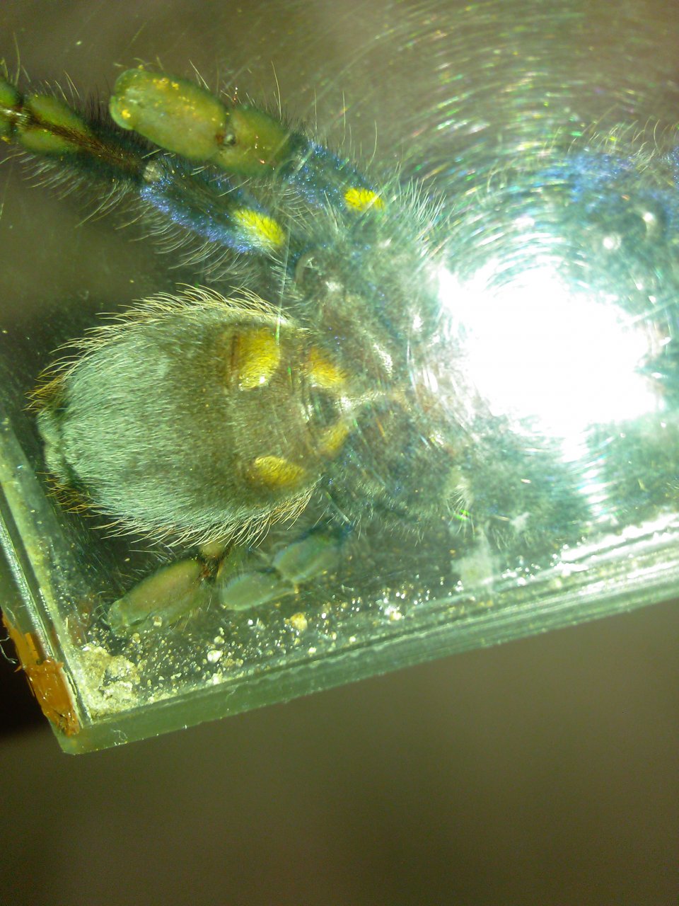 another p.metallica
