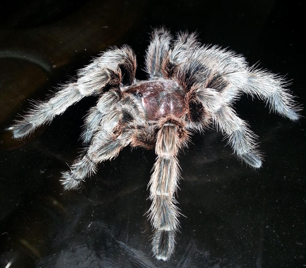 Another photo of my baby, Dante
