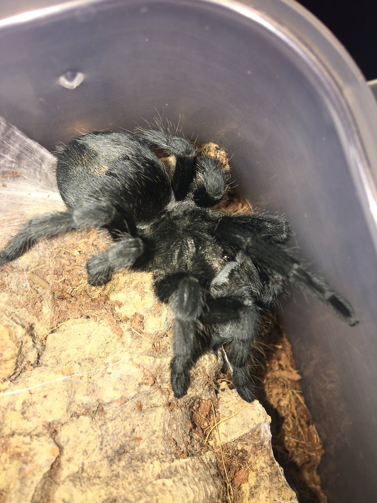 Another pic of the molted Grammostola pulchra