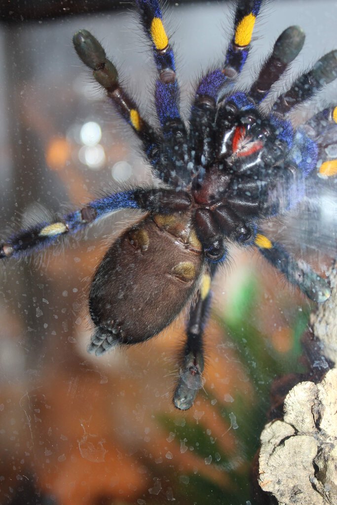 Another poecilotheria metallica