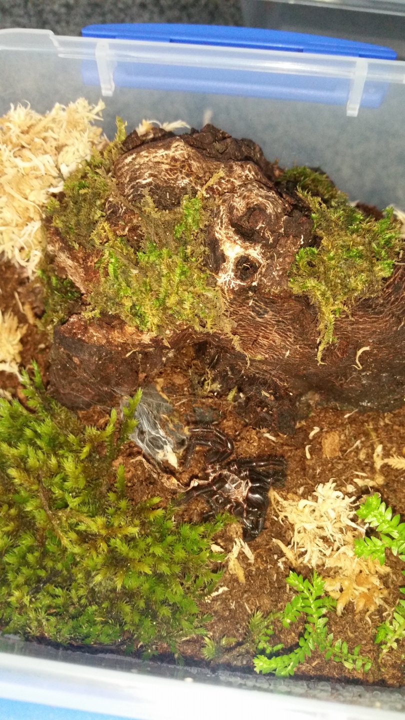 Another Surprise (H.Infensa) re-upload
