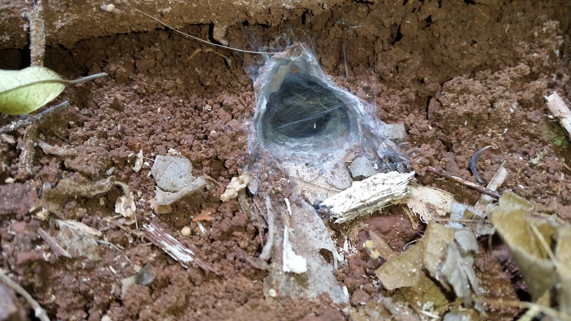 Another wild trapdoor burrow