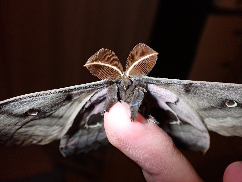 Antheraea Polyphemus Moth Male | Arachnoboards