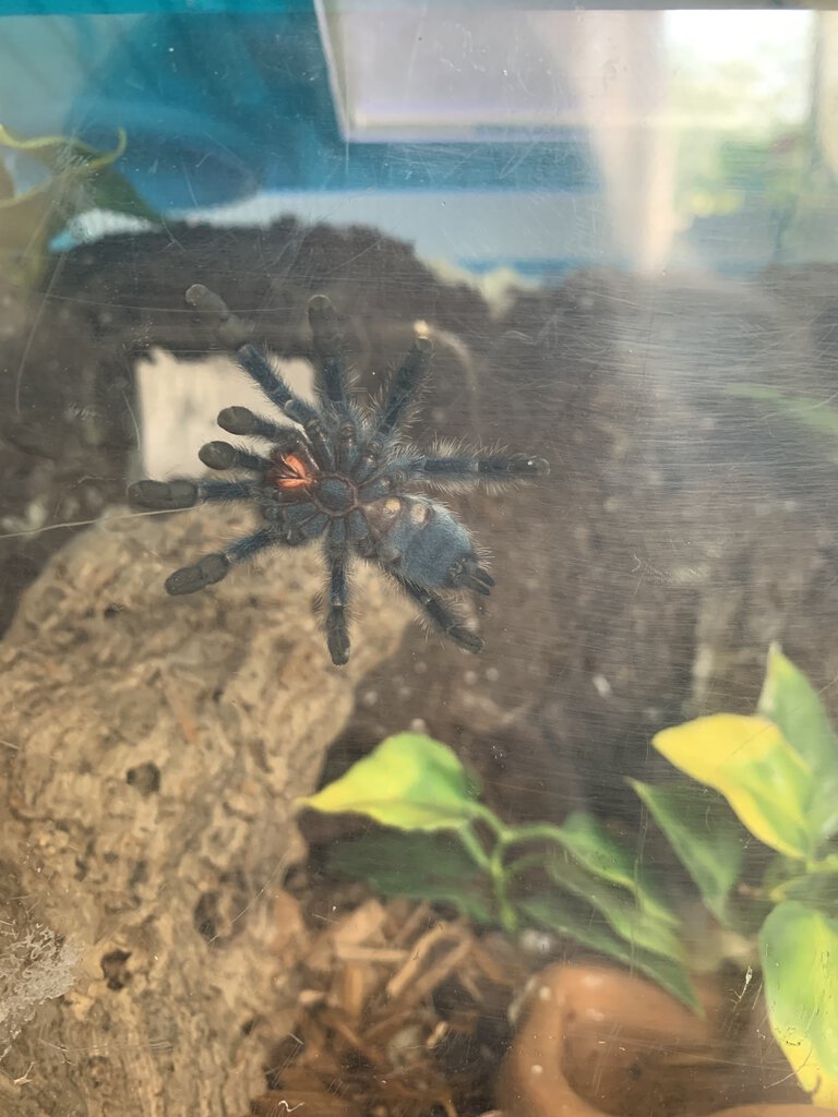 Antilles pink toe male or female?