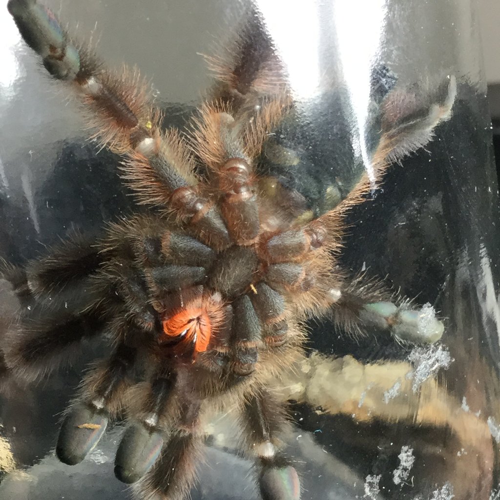Antilles pinktoe m/f pic 2