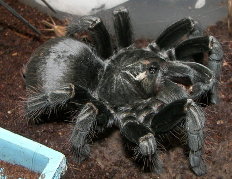 Any Guesses Pamphobeteus Sp Peru Is What We Got Her As