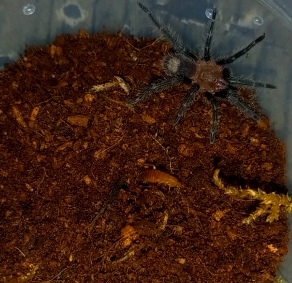 Any ideas what T. Sling is this?