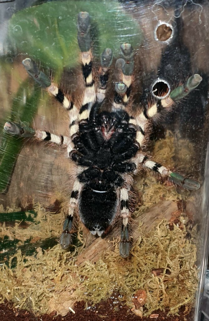 Anybody can help please Poecilotheria formosa 6dc