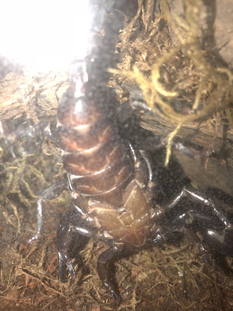 Anybody good at sexing an Asian Forest Scorpion?