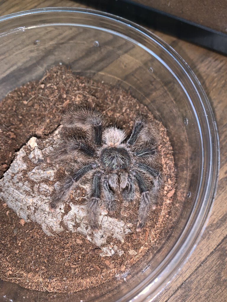 Anyone know the morph?