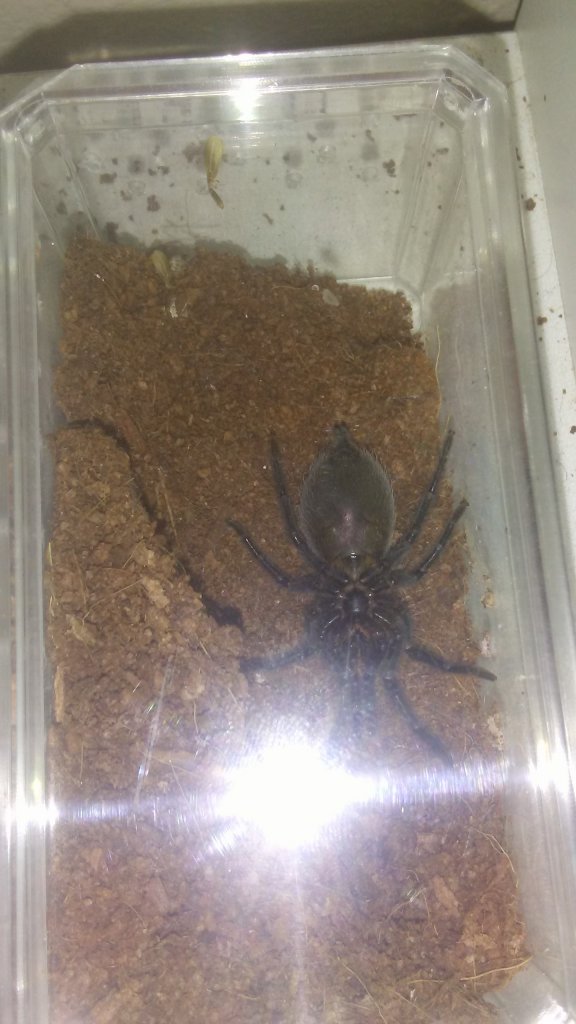 Anyone wanna take a crack at it? (Brachypelma albopilosum)