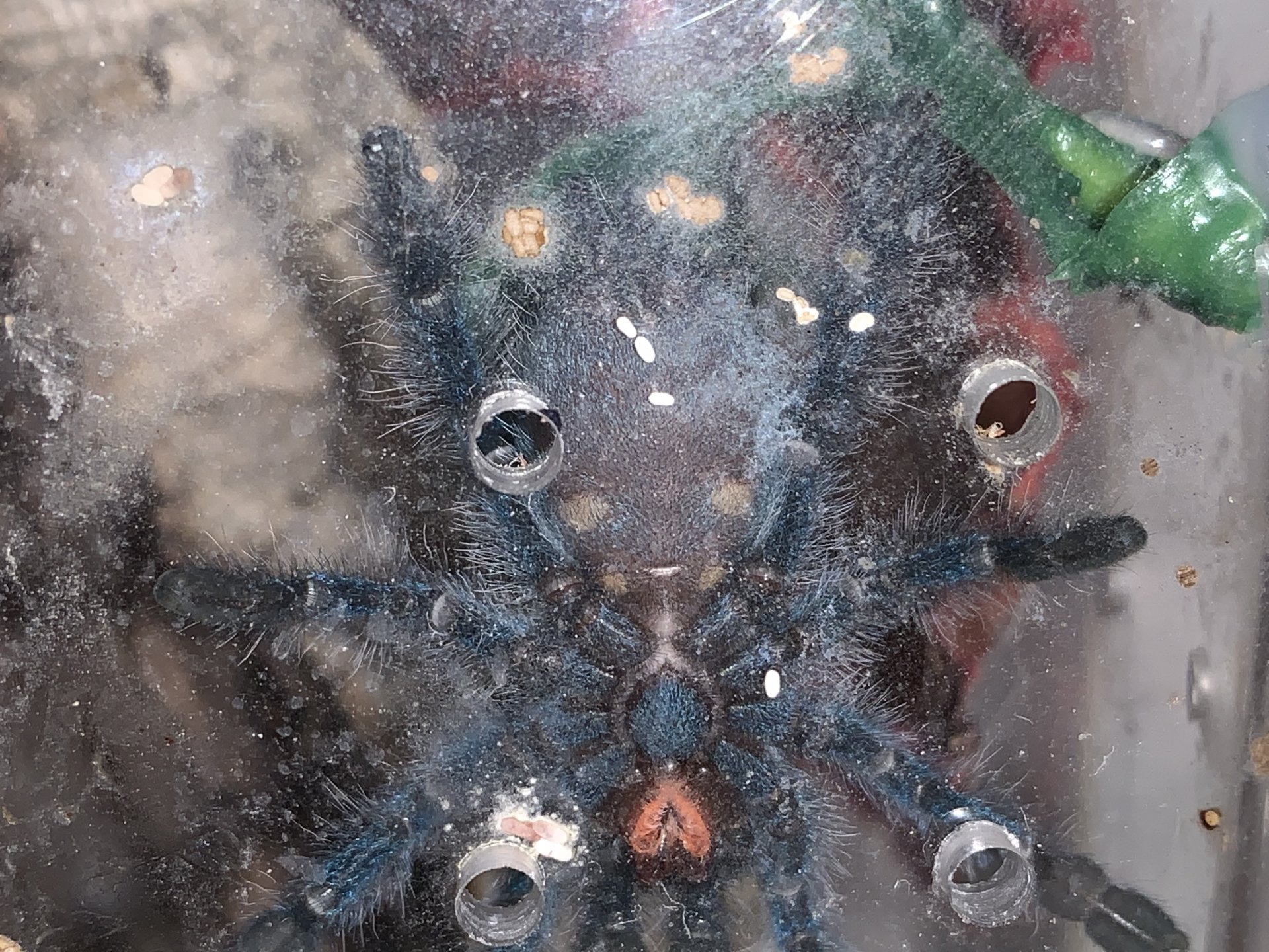 Anyone wanna take a swing at this C. Versicolor?