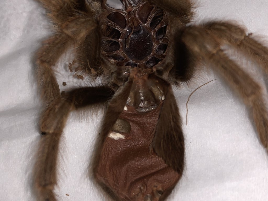 Aphenopelma Chalcodes sexing