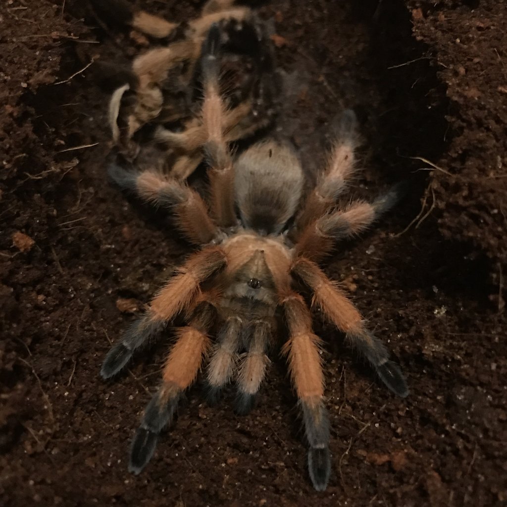 Aphnopelma Moderatum