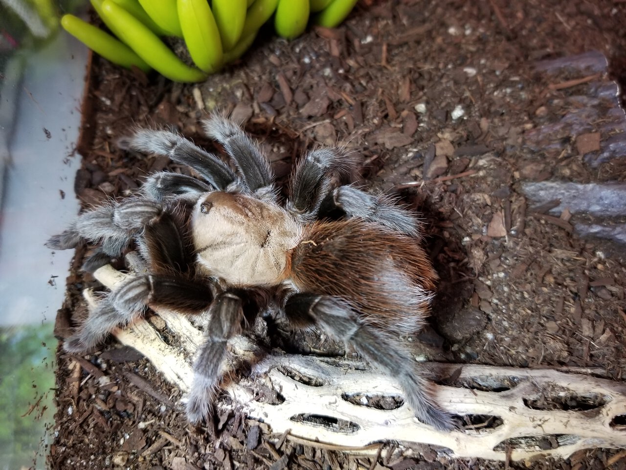 Aphonopelma Anax Female