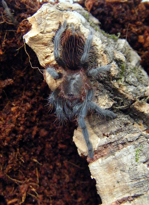 Aphonopelma anax? Not sure?