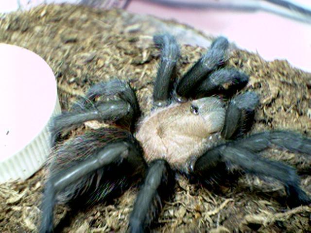 Aphonopelma anax