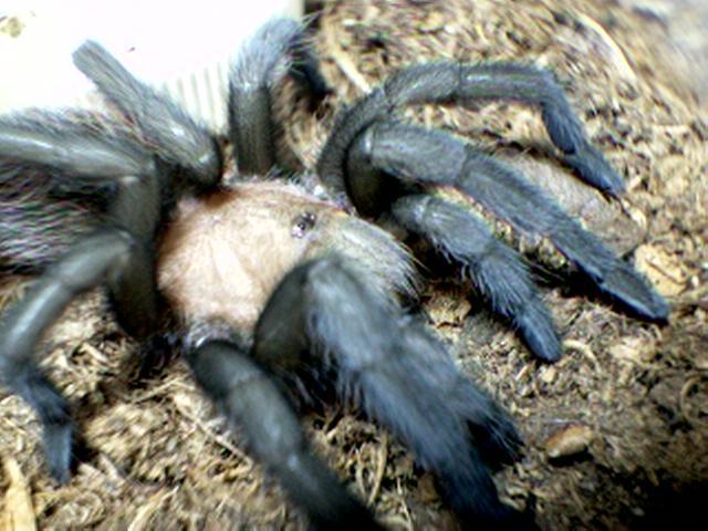 Aphonopelma anax