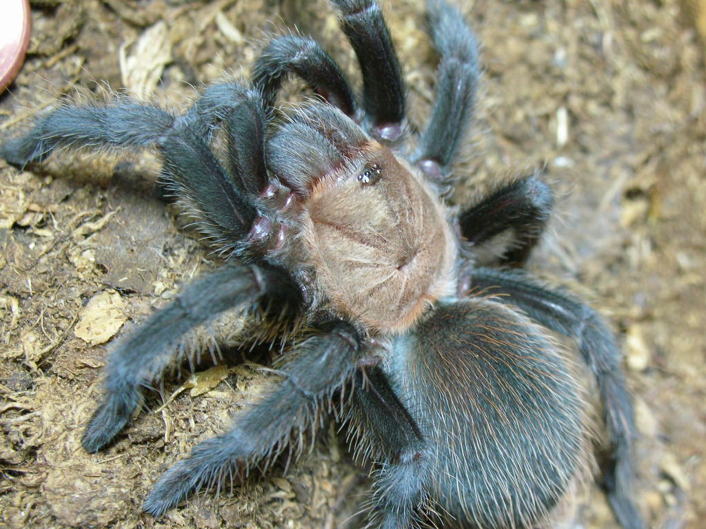 Aphonopelma anax