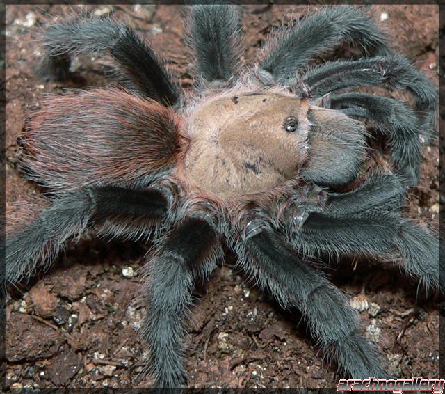 Aphonopelma anax