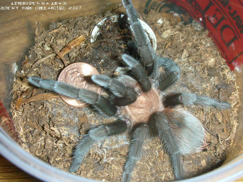 Aphonopelma anax