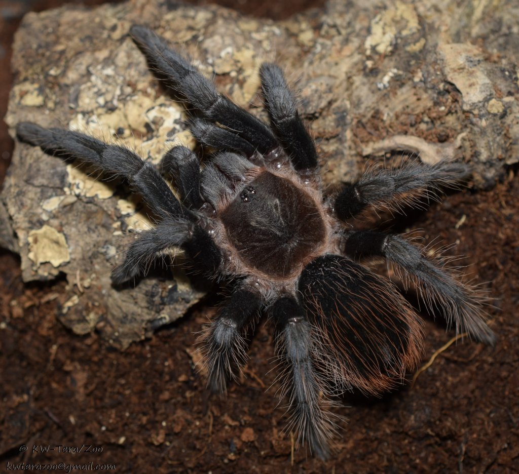 Aphonopelma anax | Arachnoboards