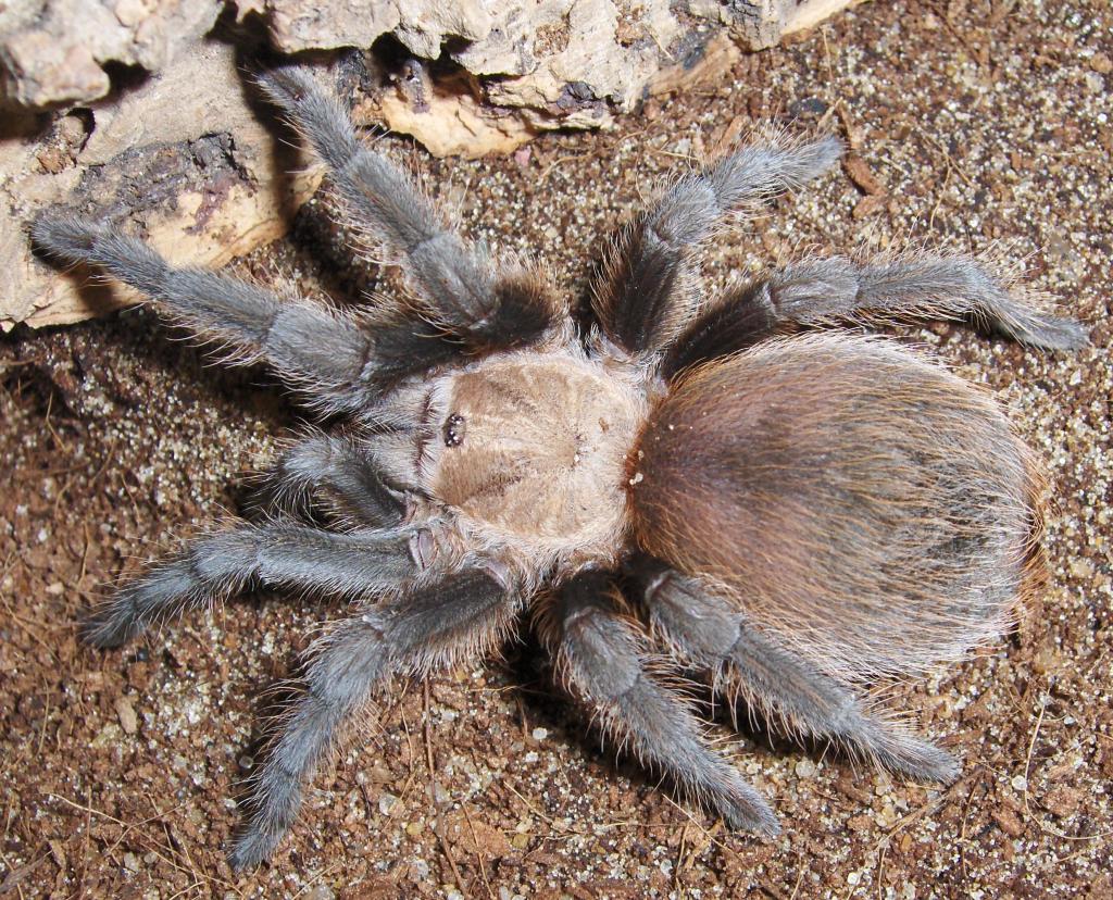 aphonopelma anax