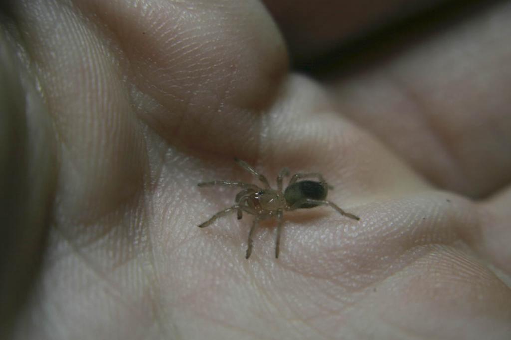 Aphonopelma anax