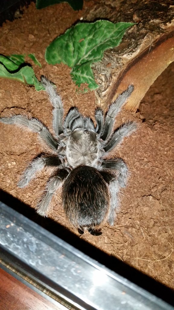 Aphonopelma Belindae | Arachnoboards