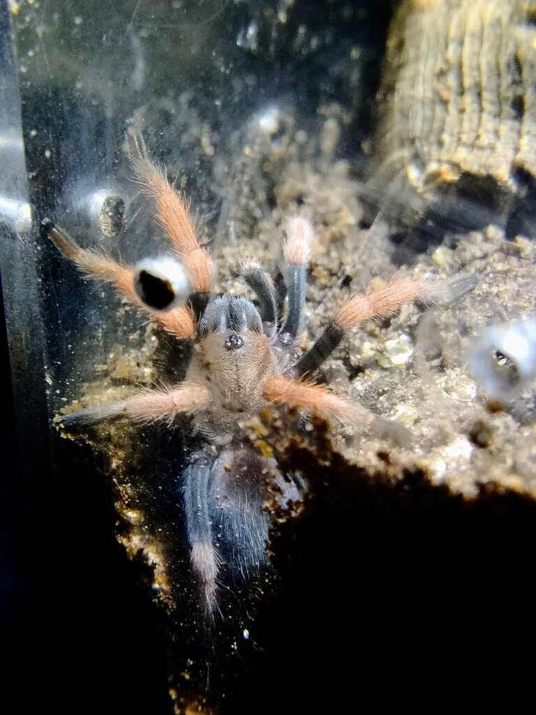 Aphonopelma bicoloratum 1.5 inch DLS