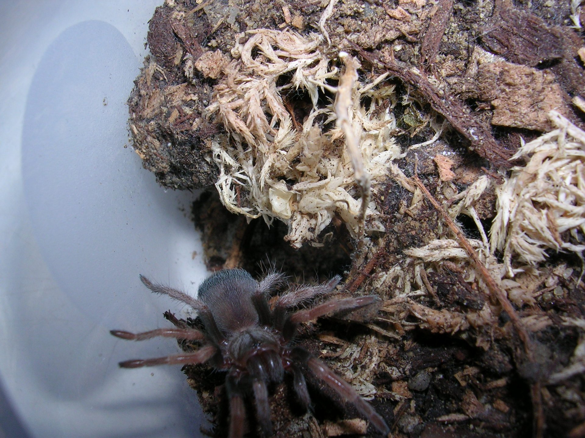 Aphonopelma bicoloratum