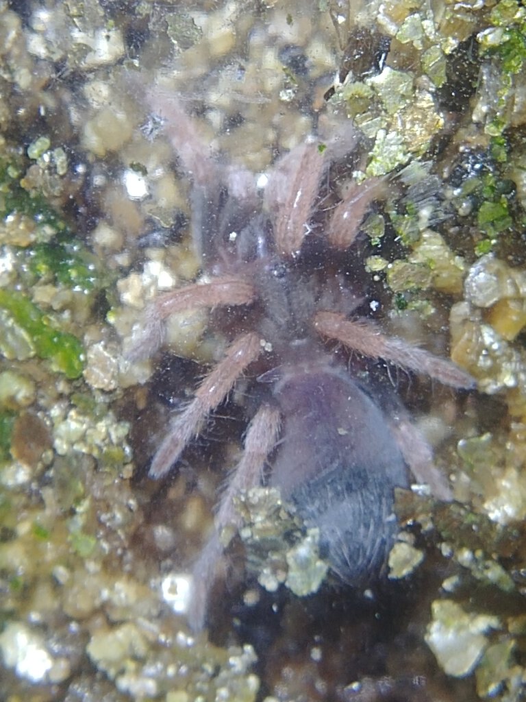 Aphonopelma bicoloratum