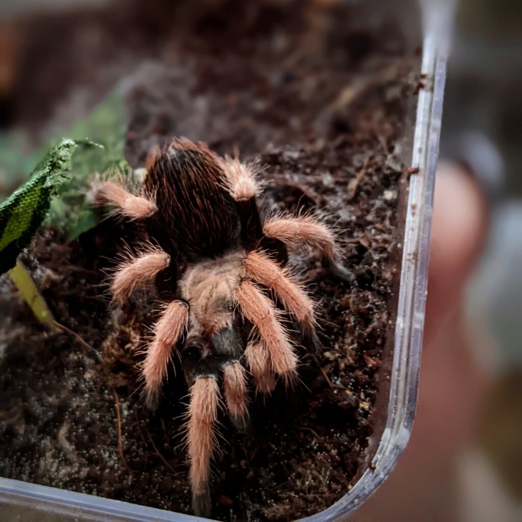 Aphonopelma bicoloratum