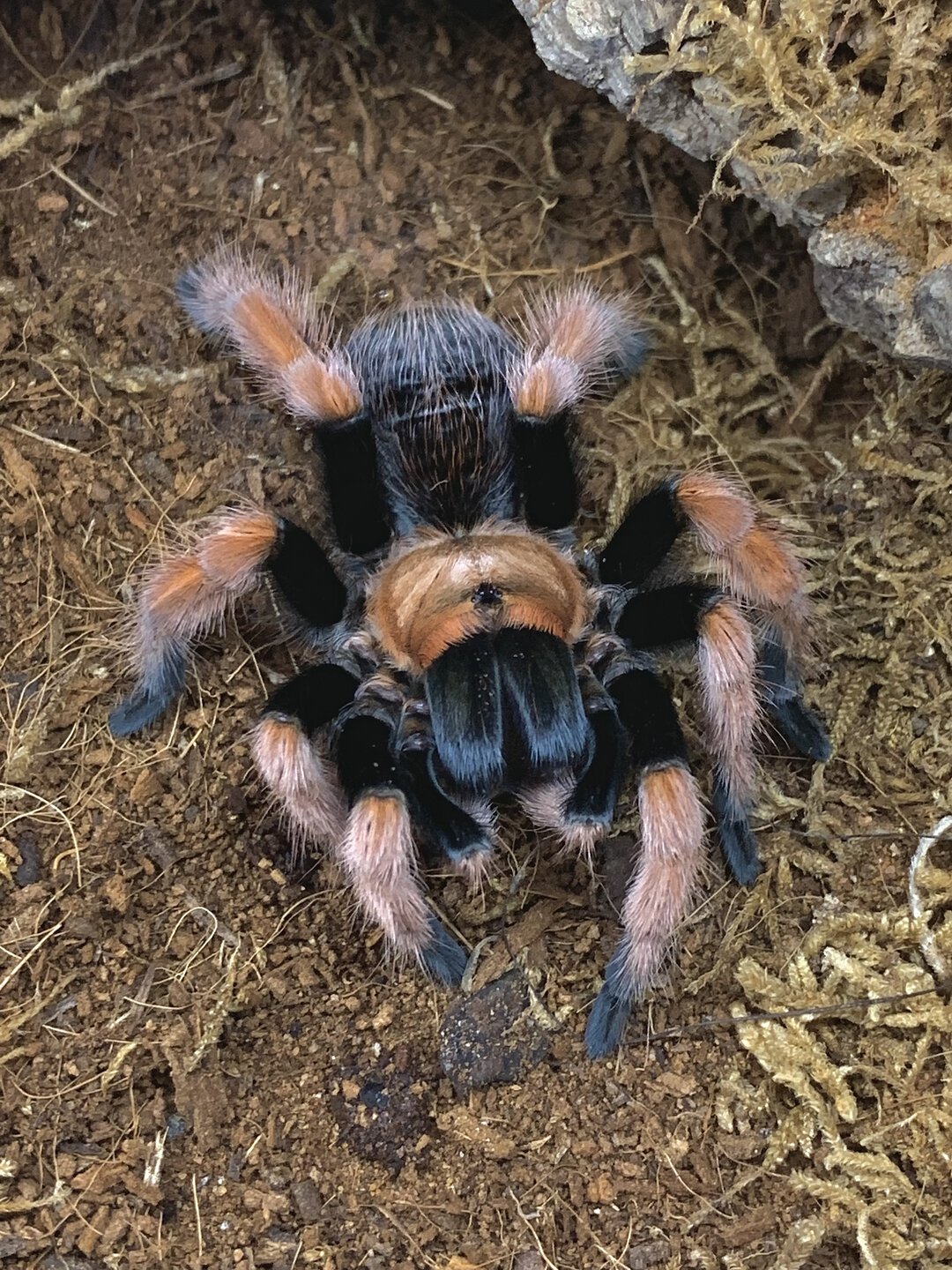 Aphonopelma bicoloratum