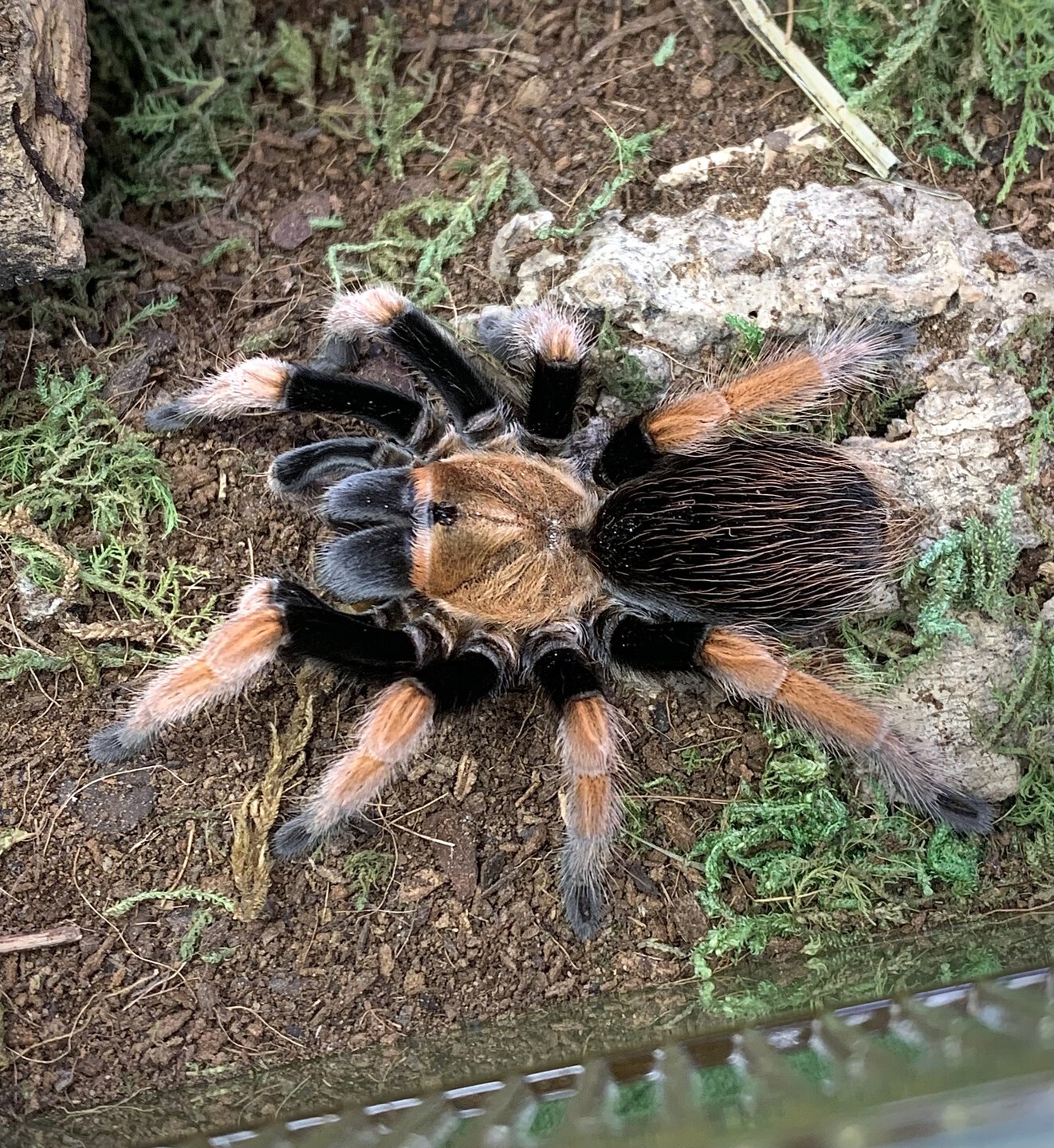 Aphonopelma bicoloratum