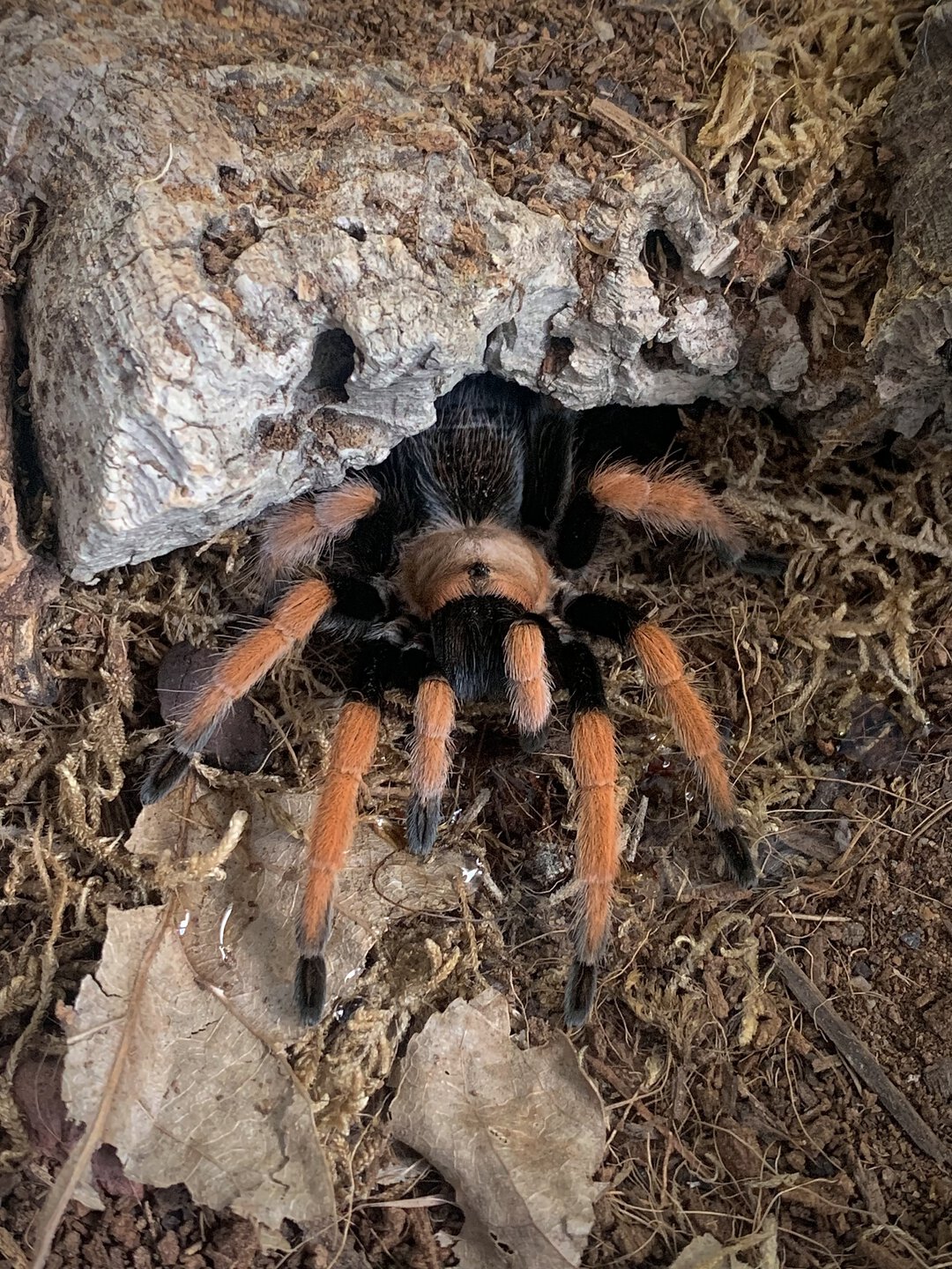 Aphonopelma bicoloratum