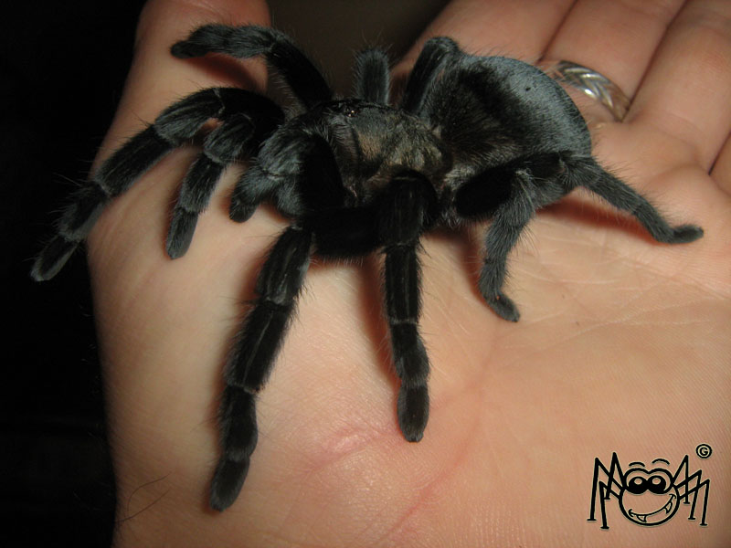 Aphonopelma caniceps