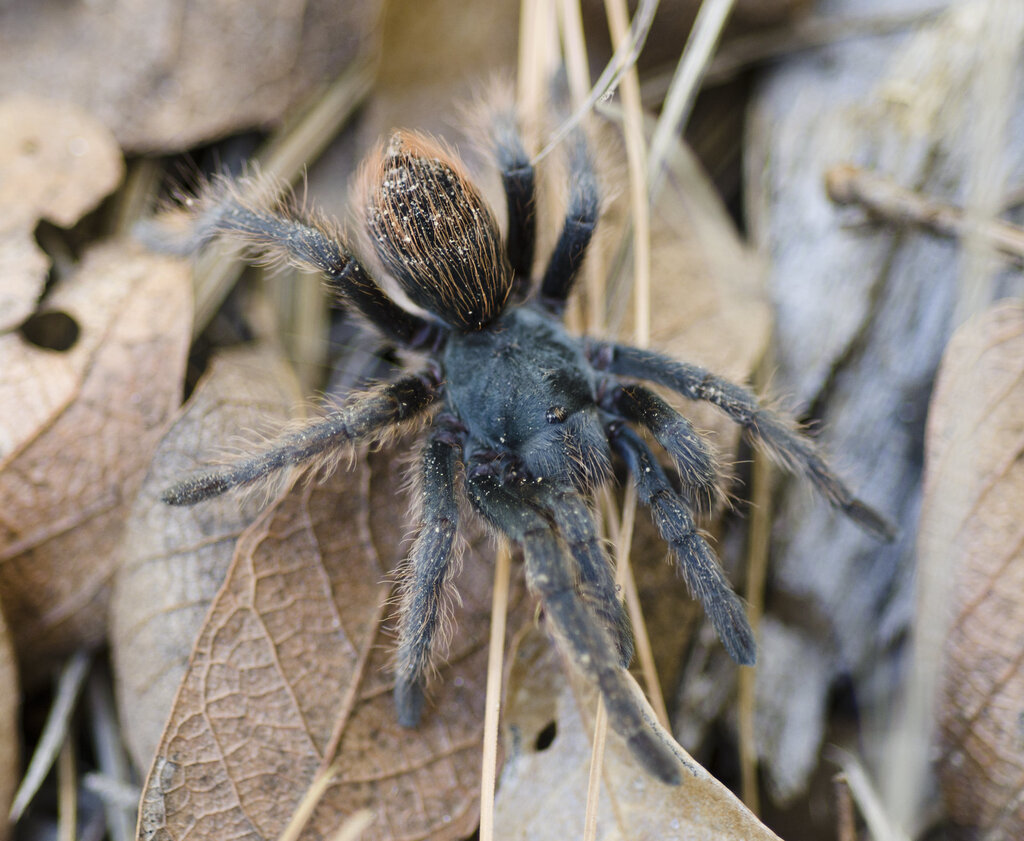 Aphonopelma catalina