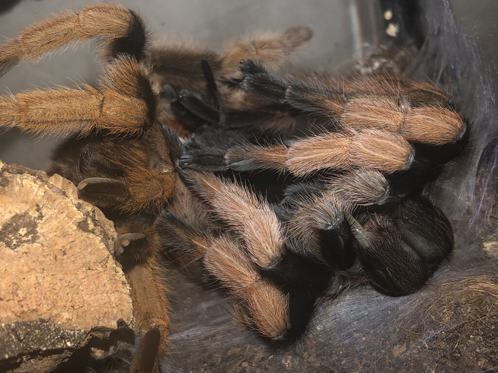 Aphonopelma chalcodes „New River“ molting
