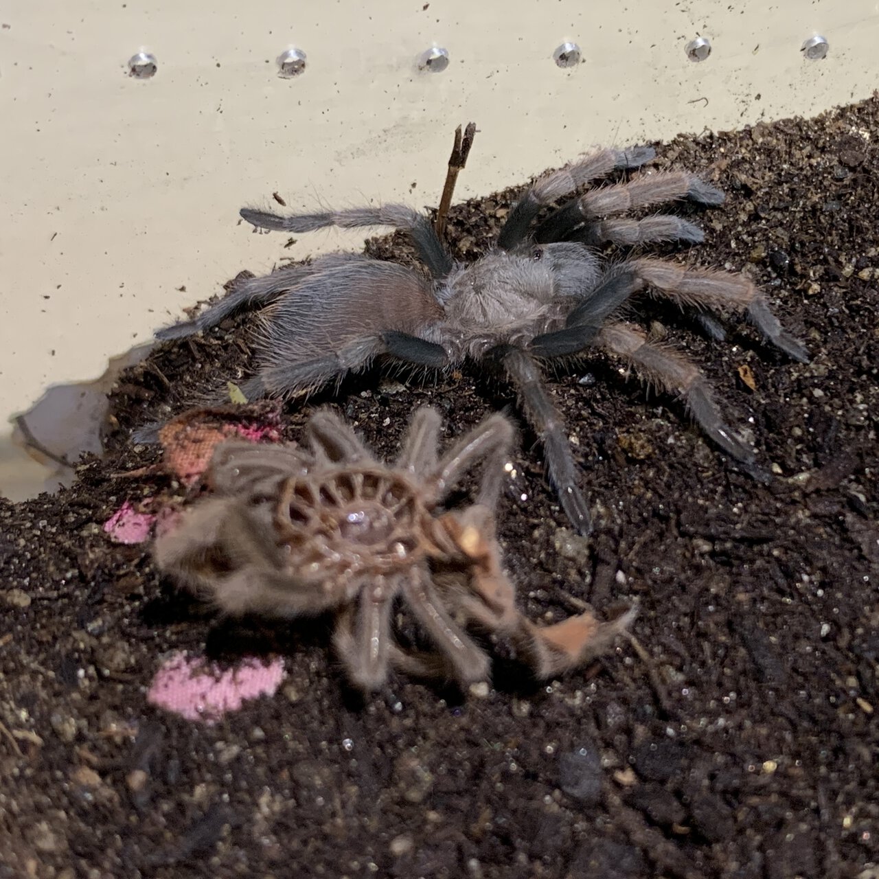 Aphonopelma Chalcodes 1.75” Dls | Arachnoboards