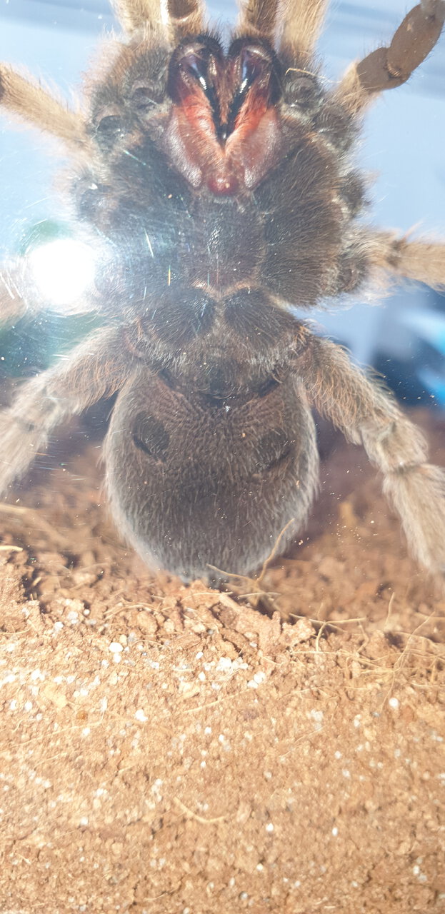 Aphonopelma Chalcodes 12cm (4.7inches)