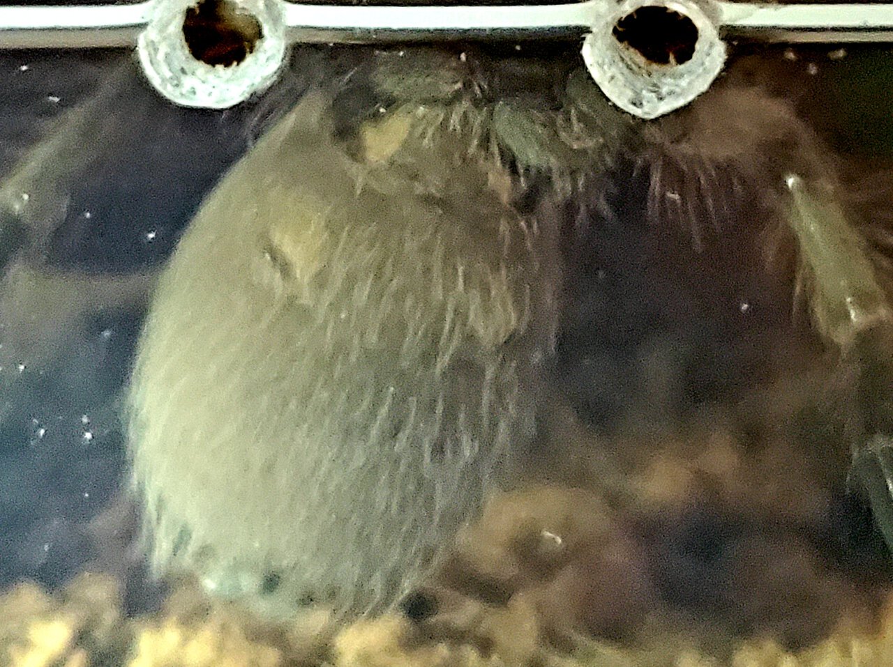 Aphonopelma Chalcodes 2" juvenile (ventral sexing)