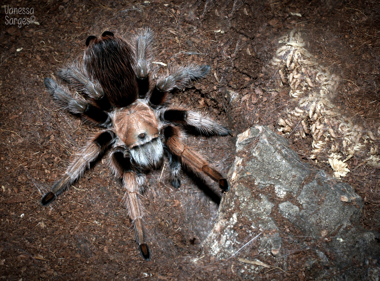 Aphonopelma Chalcodes 5" Adult Female | Arachnoboards