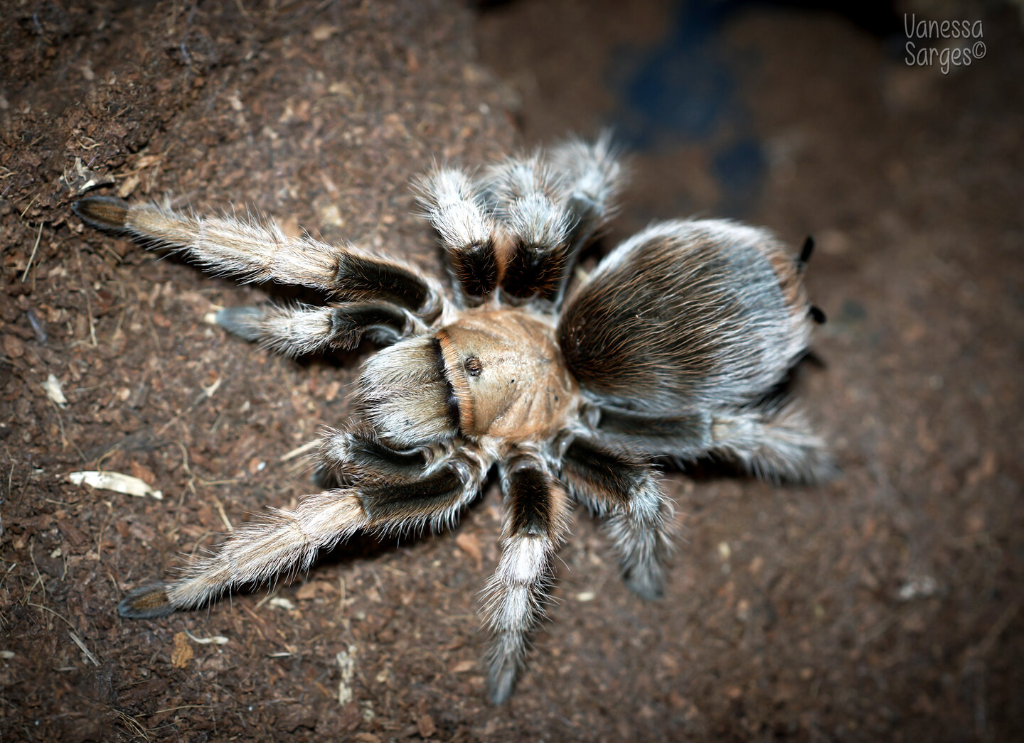 Aphonopelma chalcodes Adult Female