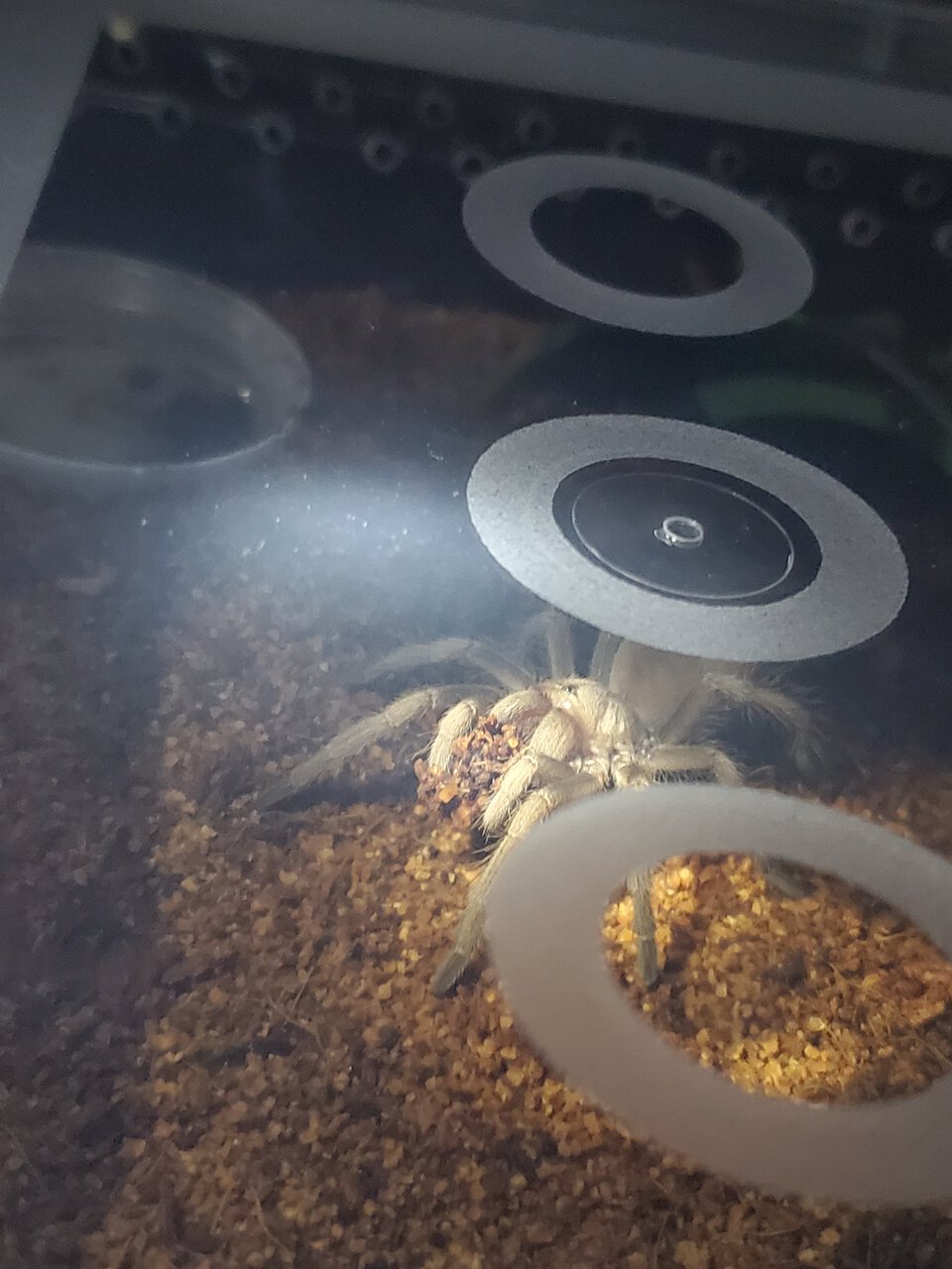 Aphonopelma chalcodes carrying a dirt piece