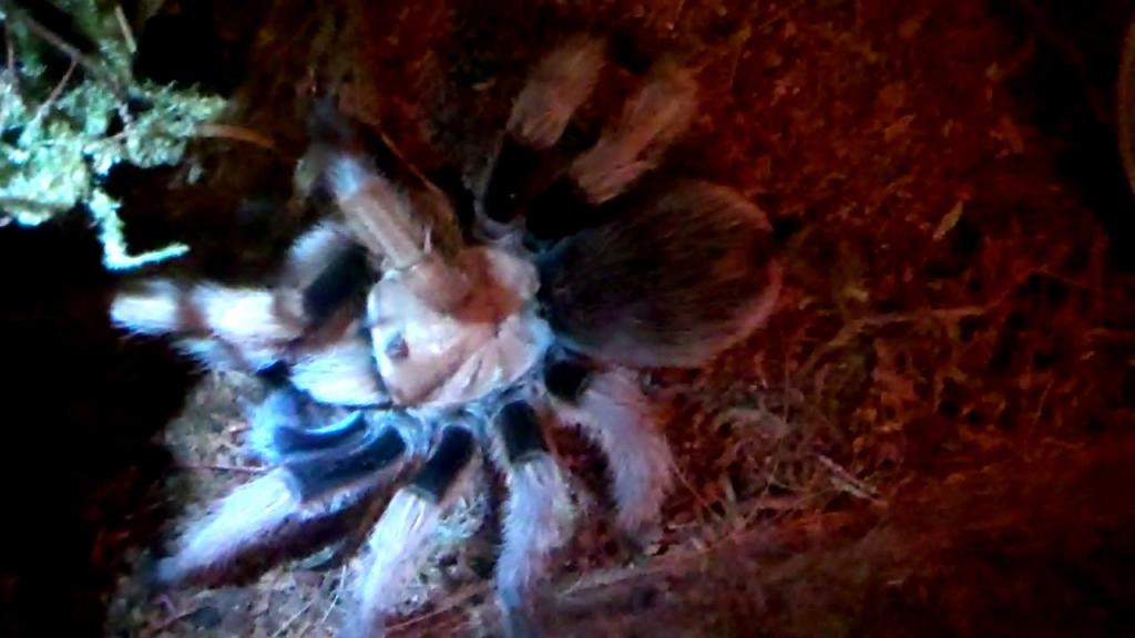 Aphonopelma Chalcodes Desert Blond