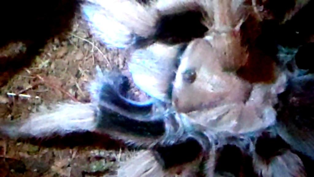 Aphonopelma Chalcodes Desert Blond