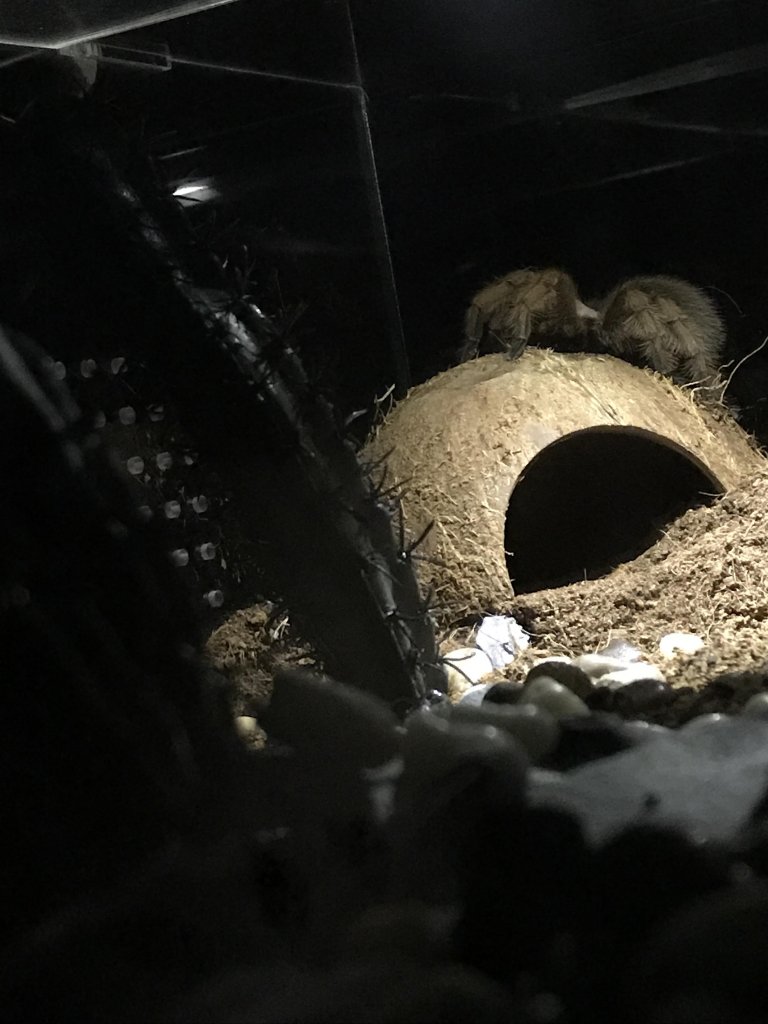 Aphonopelma Chalcodes exploring her new desert themed enclosure.