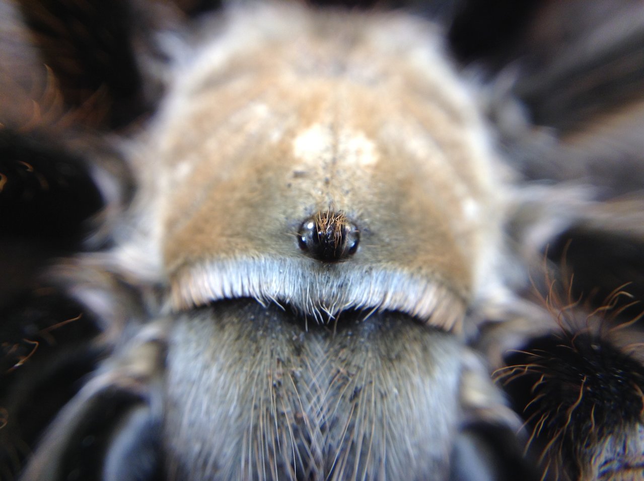 Aphonopelma chalcodes: iPad pic!