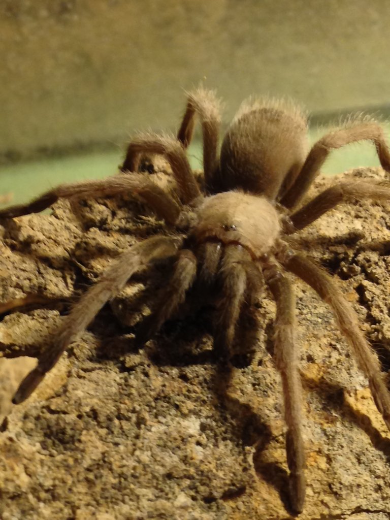 Aphonopelma chalcodes Juvenile